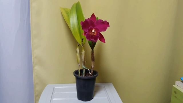 Каттлея. Cattleya Chialin 'New City