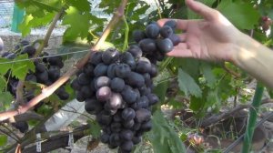 @Виноград 2018. Виноград Фуршетный. Отзыв о винограде