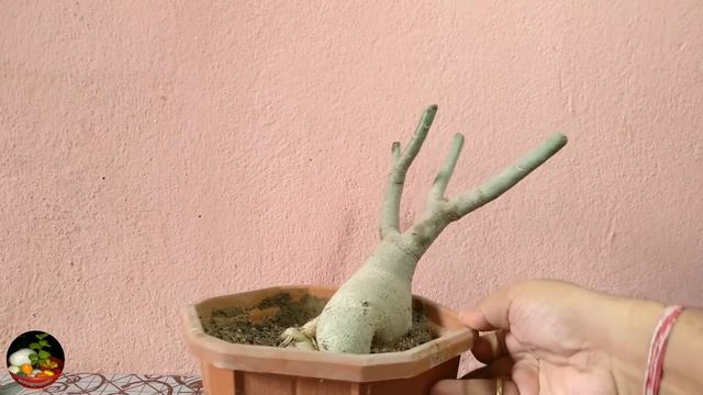 Effect Of Pruning An Adenium Plant || Can I Prune My Desert Rose || Adenium Pruning смотреть онлайн