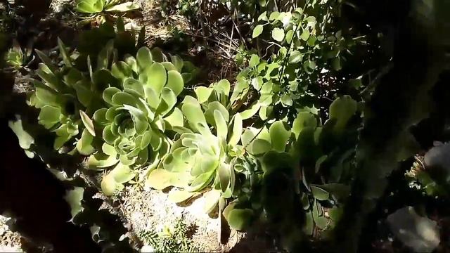 SUCCULENT & CACTI GARDEN, NOT COMPLETE & MY FAVOURITE CACTI AND SUCCULENTS смотреть онлайн