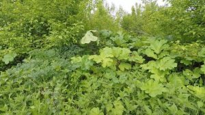 Топинамбур против борщевика