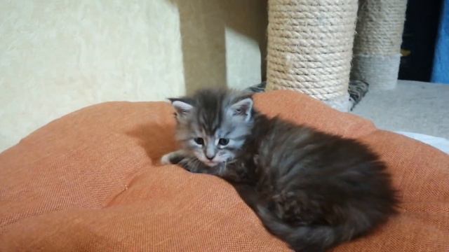 Rapsody King Size 4 weeks смотреть онлайн