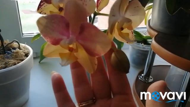 Орхидея ПИНИФ//Летнее цветение ???????18.06.23 смотреть онлайн