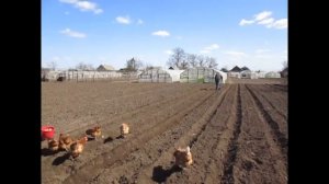 Посадка картошки  по голландской технологии. #жизньвдеревне #переездвдеревню  #изгородавдеревню