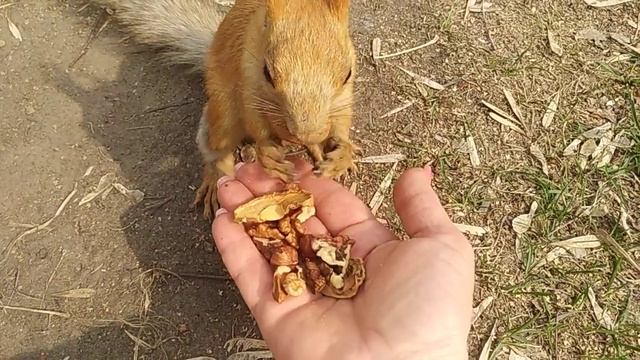 Кучка белок#nature#2023#animals#squirrels#белка#парк смотреть онлайн