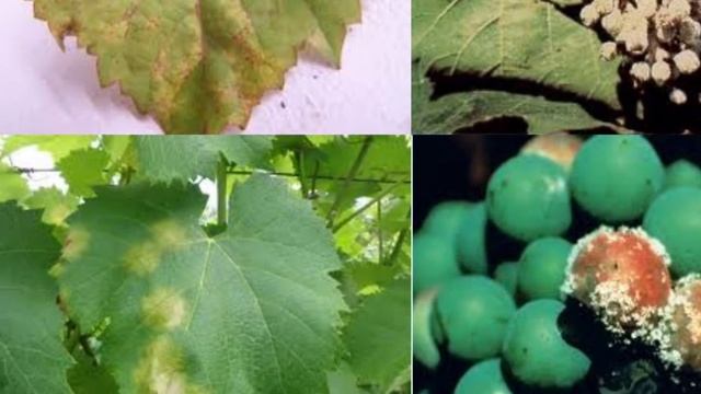 Grapes downy mildew #symptoms #management #Perpetuation#Epidemiology in grapes dowmymildew смотреть онлайн