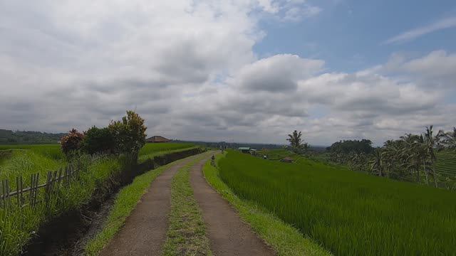 Рисовые террасы на Бали. Jatiluwih Rice Terraces. смотреть онлайн