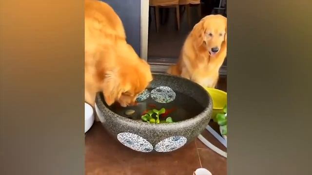 Самые смешные животные Приколы с котами и собаками 2022 смешное видео, приколы, смотреть онлайн смотреть онлайн