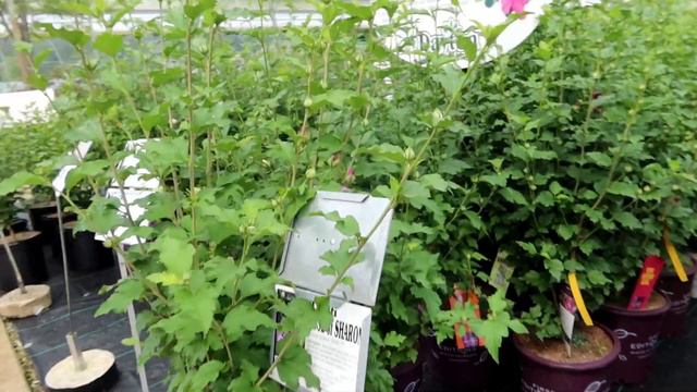 Weekly Video 7-17-21 // Igloo Mums Ready + Let's Talk Grubs + About White Peaches + New Pink Spirea смотреть онлайн