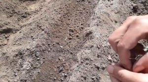 Посев свеклы  Чем заправить бороздки и последующая подкормка