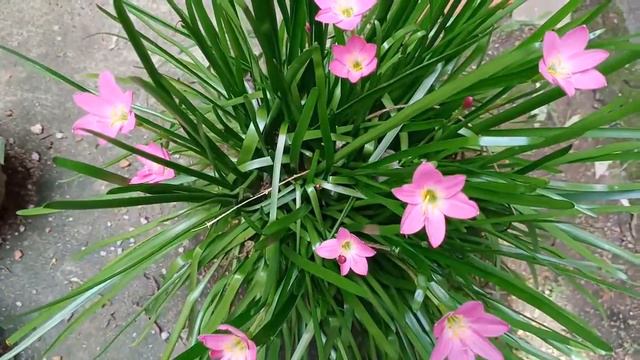 Rain Lilly pink color | Best flowering plants смотреть онлайн