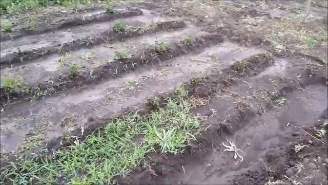 Новоайдар,поливаем,и разговариваем о разных гадах) смотреть онлайн