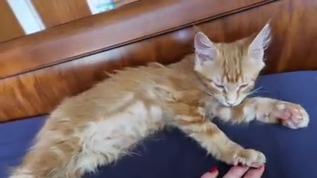 Video 273 смотреть онлайн