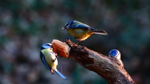 Звуки природы, Пение Птиц, для избавления головного более #звукиприроды #пениептиц