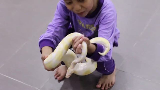 Aryan Snake Lovers Feeding Blizzard Cornsnake and Albino Ball Python смотреть онлайн