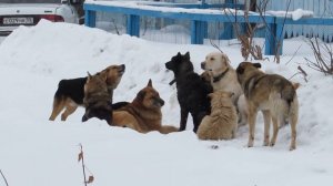 Собачья свадьба. Брачный период. Город Тара.