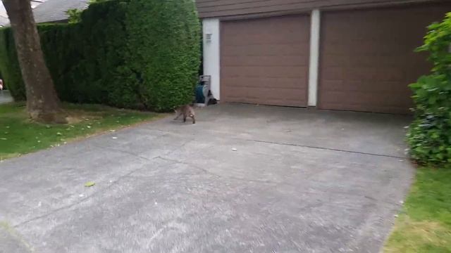 Playing tricks on the trash panda смотреть онлайн