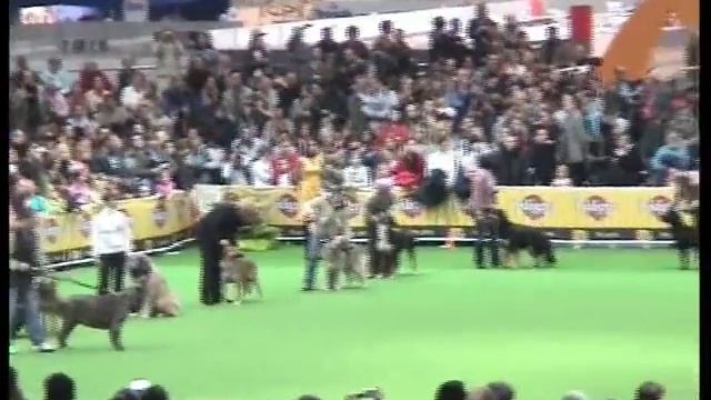 КАВКАЗСКИЕ ОВЧАРКИ ЧЕМПИОНАТ МИРА 2006 ПОЛЬША www.r-risk.ru +7 9262205603 ТАТЬЯНА ЯГОДКИНА. смотреть онлайн