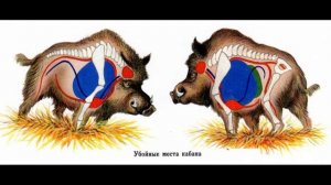 КУДА СТРЕЛЯТЬ В КАБАНА? САМЫЕ УБОЙНЫЕ МЕСТА