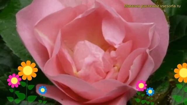 Роза парковая Секфорд Роуз. Краткий обзор, описание характеристик The Seckford Rose смотреть онлайн