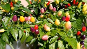 ВЫРАЩИВАЕМ ГОРЬКИЙ ПЕРЕЦ..ОТ СЕМЯН ДО СПЕЛОСТИ