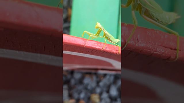 Богомол #shorts смотреть онлайн