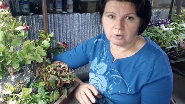 ПОСЫЛКА... Действия с растениями. Эмоции переполняют! смотреть онлайн