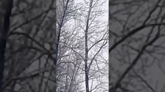 Откуда в Антарктиде баобабы??? смотреть онлайн