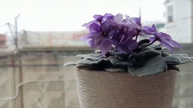 Мягкая вода для цветов смотреть онлайн