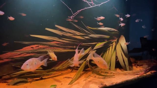 Acarichthys Heckelii Cichlid ( Blackwater Aquarium)