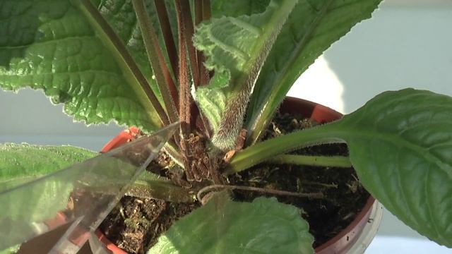 Стрептокарпус DS-Фейерверк смотреть онлайн