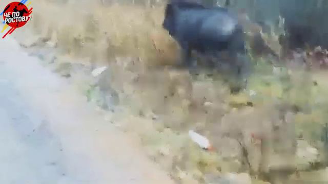 Гуляющий по улицам дикий кабан попал на видео в Ростове-на-Дону 1.12.2019 смотреть онлайн