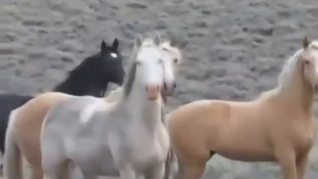 Дикая природа смотреть онлайн