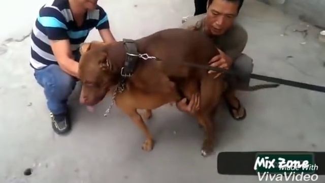 How to meet.Pitbull dog . Meeting in punjab смотреть онлайн