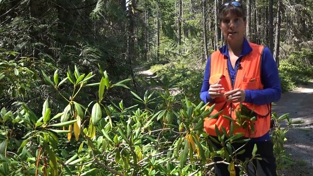 Rhododendron macrophyllum, Ericaceae (Pacific rhododendron) смотреть онлайн