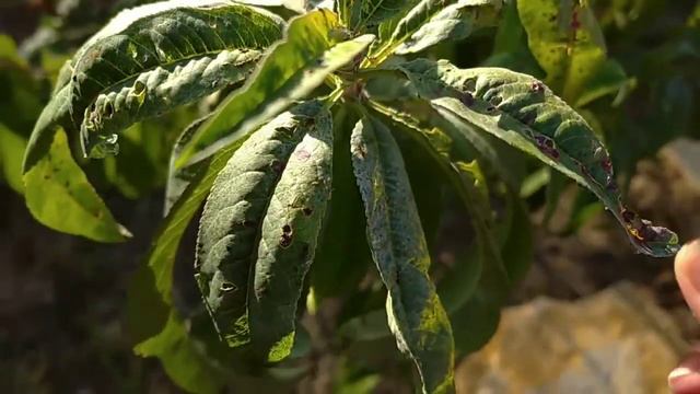 Как сэкономить на биопрепаратах. Борьба с тлей. смотреть онлайн