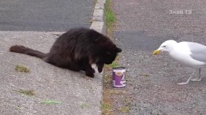 ЧАЙКА ПРОТИВ вороны, голубя, утки, пеликана, сокола и даже горностая! Чайка в деле!