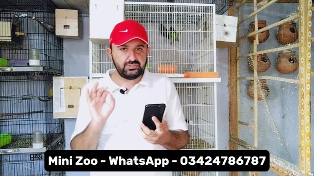 Fawn Java 6 Pair Feasibility Report | Java Business Plan | Profitable Bird Business | Mini Zoo смотреть онлайн
