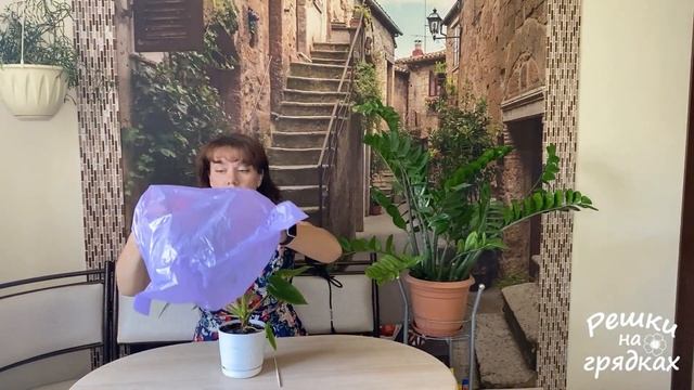Поникли листья после пересадки Что делать? смотреть онлайн