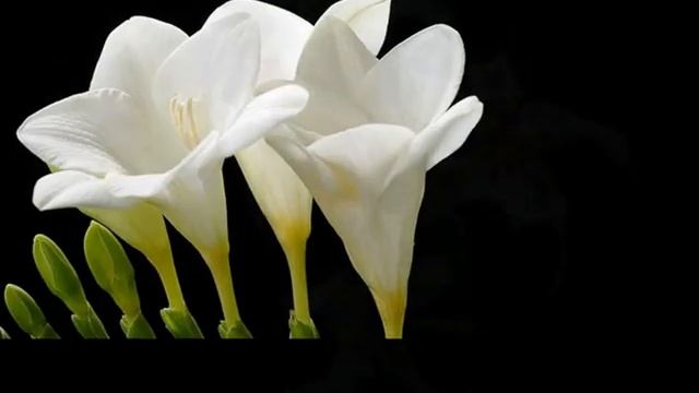 Автор ролика Виталий Тищенко. Американский фотограф Том Броммерич . Цветы на темном фоне смотреть онлайн