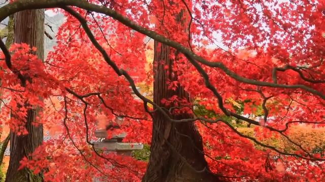 БОНЯ, КАКТУС И КАЛАШНИКОВА/ТЕЛЕФОНЫ ЗВЕЗД СЛИЛИ В СЕТЬ/ "ОРЕЛ И РЕШКА"/ Виторган и голуби смотреть онлайн