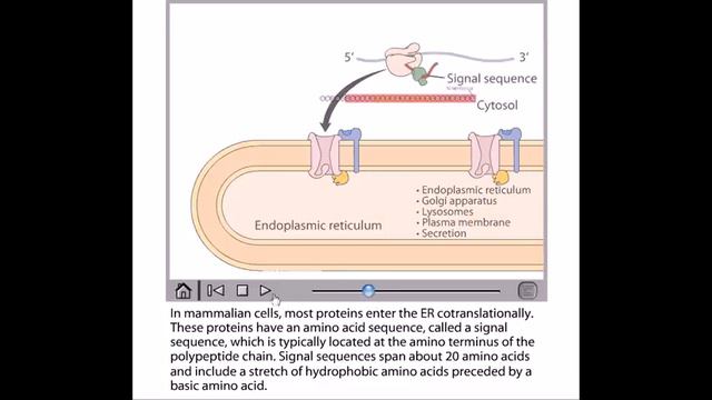 Cotranslational protein translocation смотреть онлайн