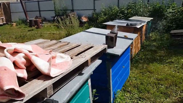 КАЧАЕМ МЕД 2020 С ОТЦОМ В ДЕРЕВНЕ смотреть онлайн