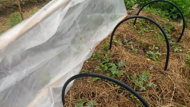 Огурцы, дыни, арбузы, тыква, кабачки. Как правильно сделать грядки в Сибири. смотреть онлайн