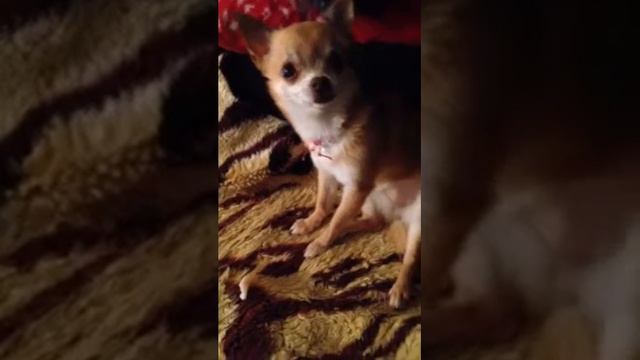Mon petit DREAM est très drôle. Моя маленькая собачка My little chiwawa смотреть онлайн