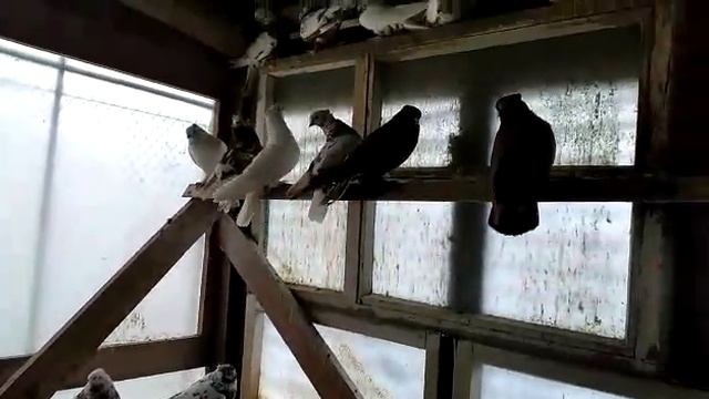 25 апреля 2021 г. (ПРОДАНО) Продажа 89193564136 андижанские голуби (Челябинск) смотреть онлайн