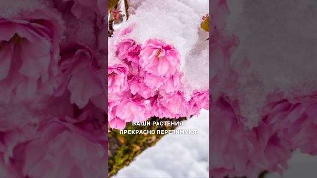 Что делать, если НЕ УСПЕЛИ пересадить ПИОНЫ ВОВРЕМЯ смотреть онлайн