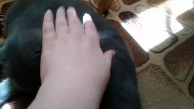 Кошка готовится к первым родам смотреть онлайн