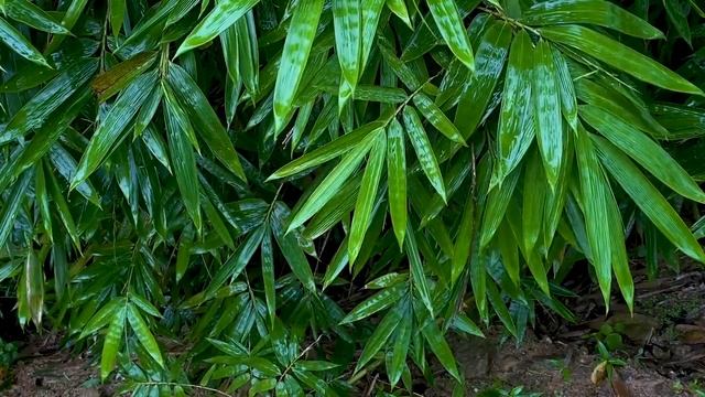 비오는 산책길 폭우와 함께 5분이내 불면증 극복, 빗소리 ASMR 백색소음, 잠 잘 오는 빗소리