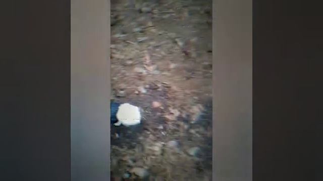 Стих Дарёны Хэйл. Читает: Шевченко Катерина смотреть онлайн